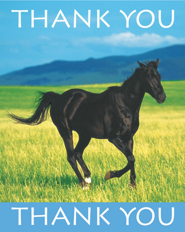 Wild Horses Thank You Cards (8 count)